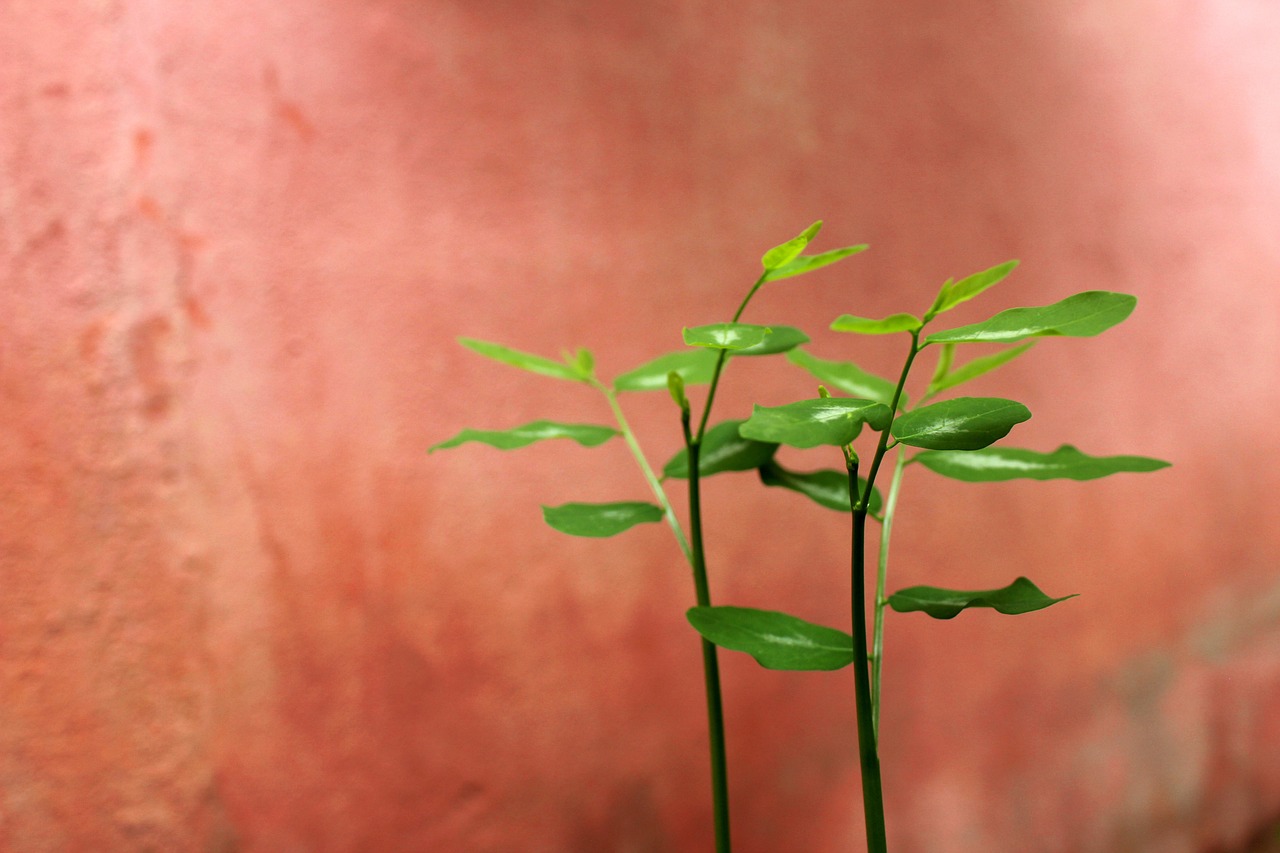 ハイクラスの婚活を大阪で成功させるためのポイントは？