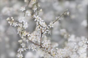 婚活アプリの評価はサクラの影響を受けるのか？