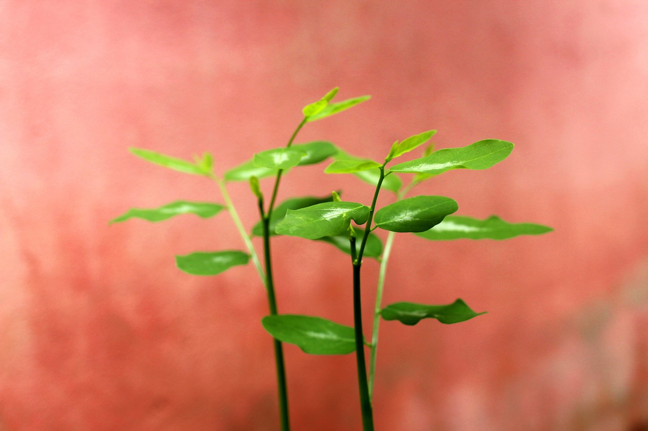 婚活セミナーと婚活アプリを活用した成功の秘訣は？